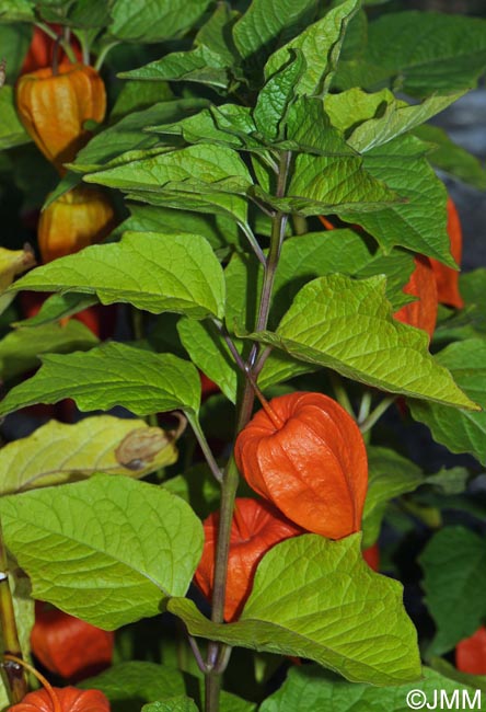 Physalis alkekengi