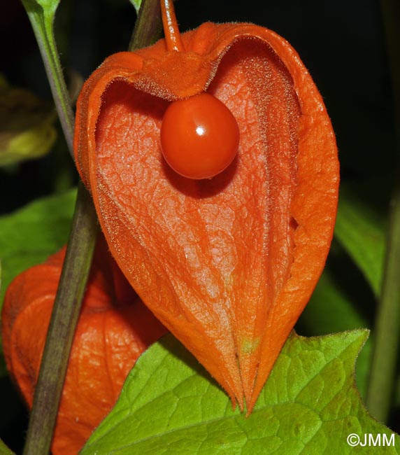 Physalis alkekengi