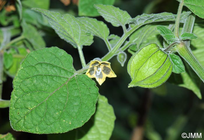 Physalis peruviana