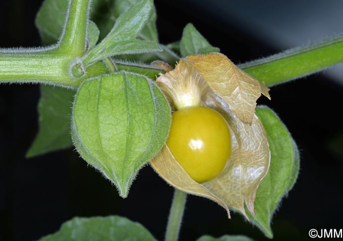 Physalis peruviana