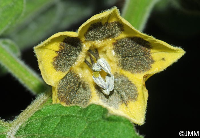 Physalis peruviana