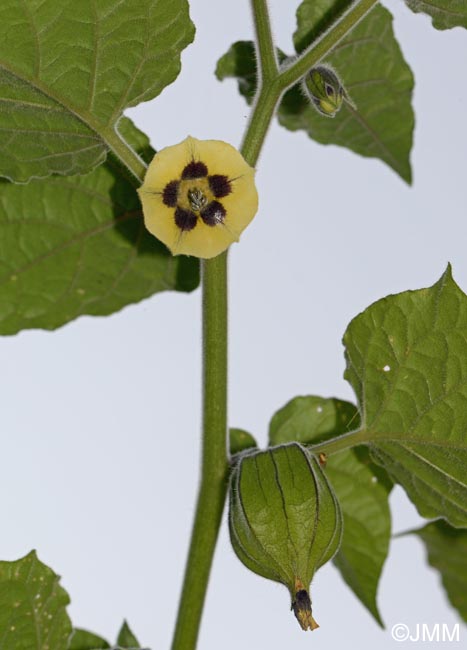 Physalis peruviana