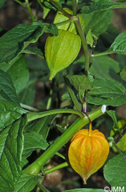 Physalis peruviana