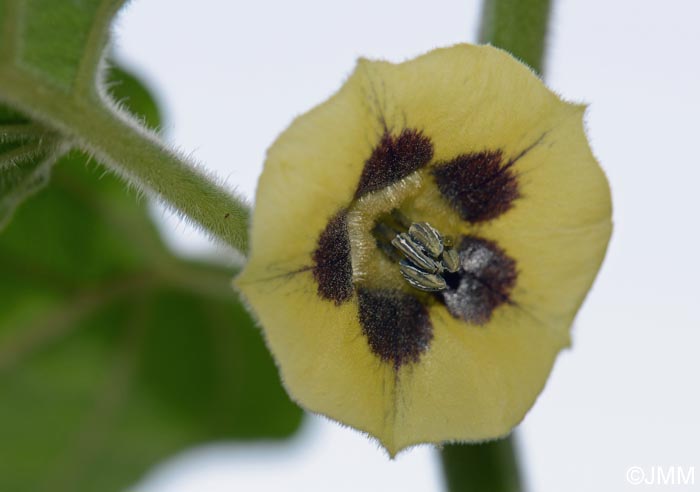 Physalis peruviana