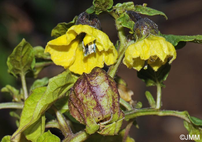 Physalis philadelphica