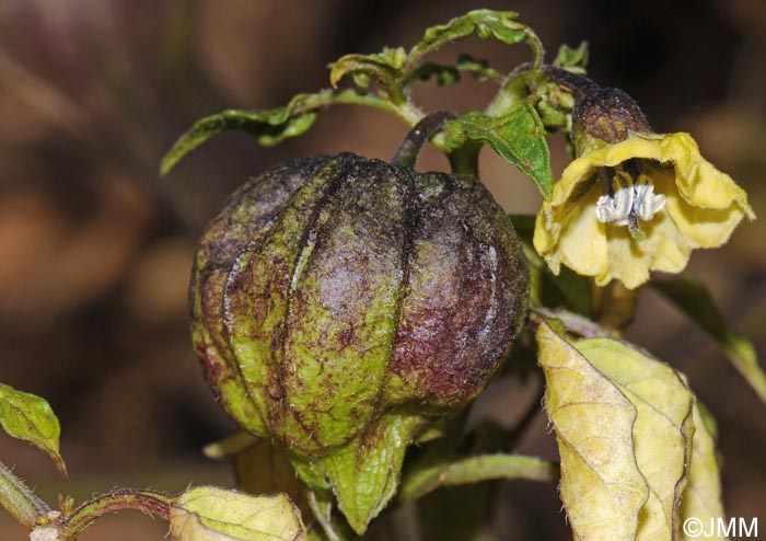 Physalis philadelphica