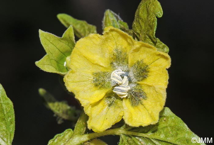 Physalis philadelphica