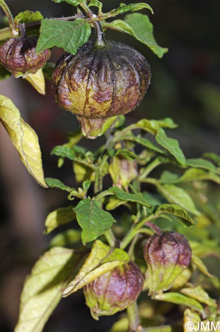 Physalis philadelphica