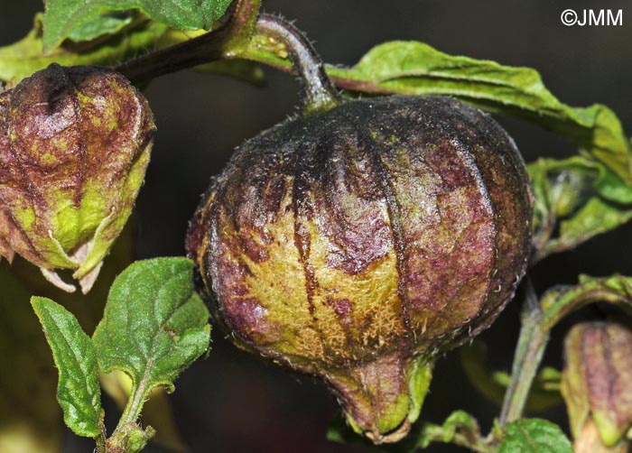 Physalis philadelphica