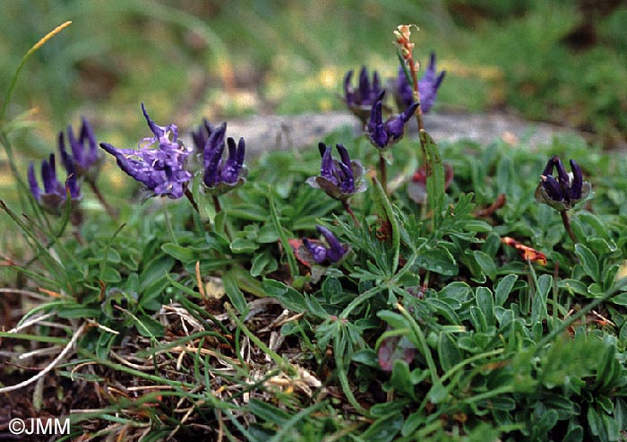 Phyteuma globulariifolium subsp. globulariifolium