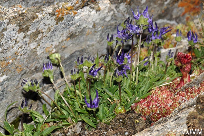 Phyteuma globulariifolium subsp. pedemontanum