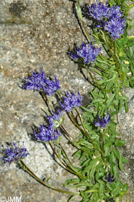 Phyteuma globulariifolium subsp. pedemontanum