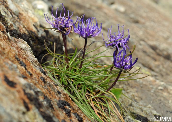 Phyteuma hemisphaericum