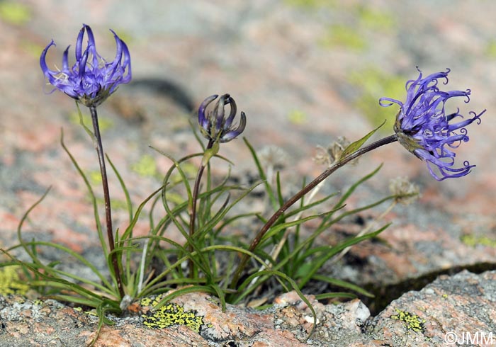 Phyteuma hemisphaericum