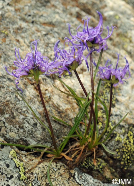 Phyteuma hemisphaericum