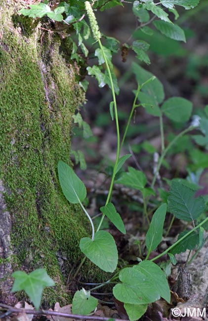 Phyteuma nigrum