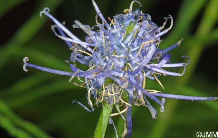 Phyteuma nigrum
