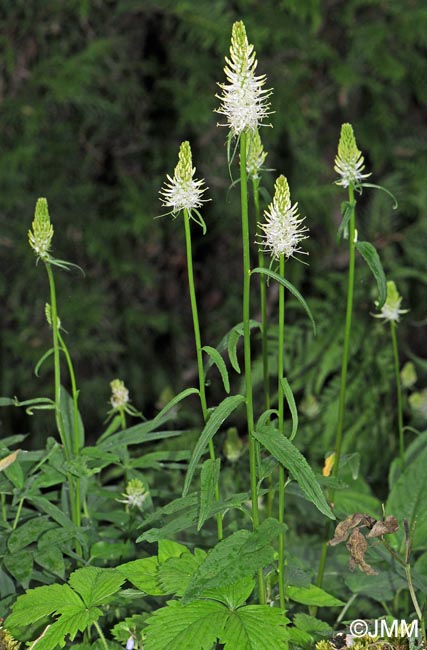 Phyteuma spicatum