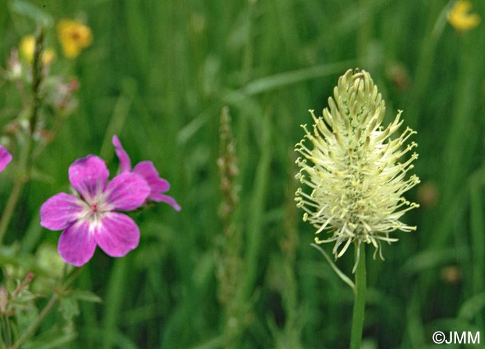 Phyteuma spicatum