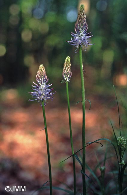 Phyteuma spicatum subsp. caeruleum = Phyteuma spicatum