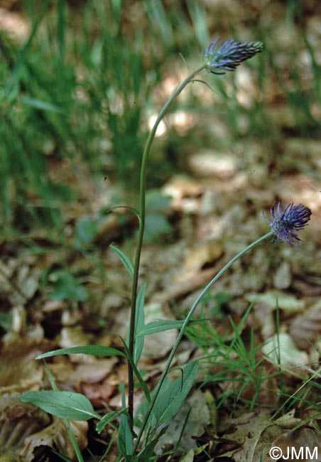 Phyteuma spicatum subsp. caeruleum = Phyteuma spicatum