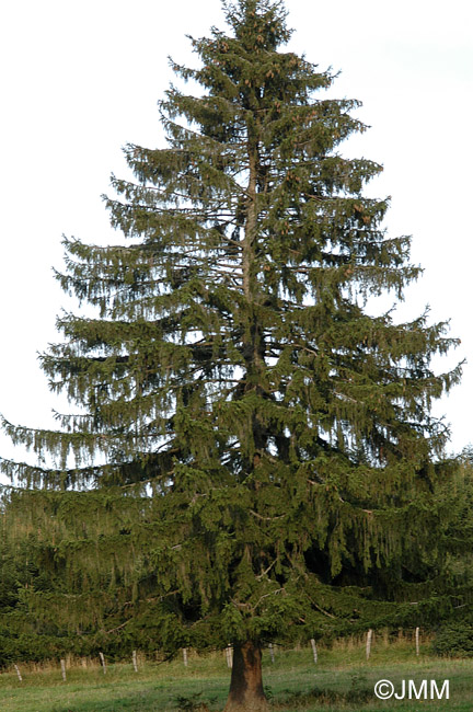 Picea abies