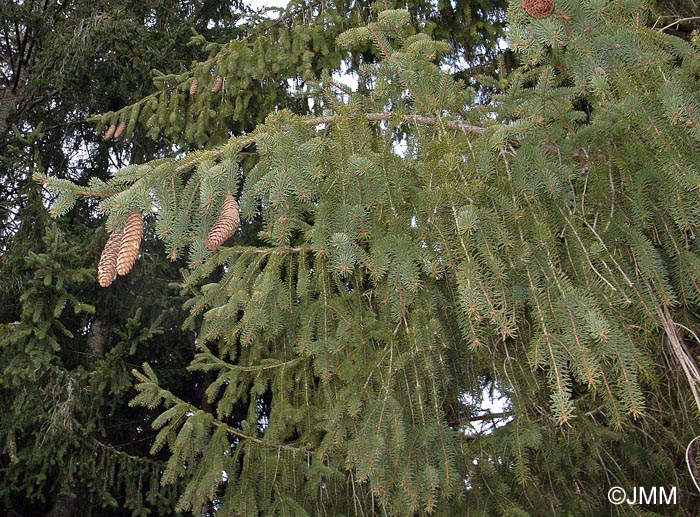 Picea abies