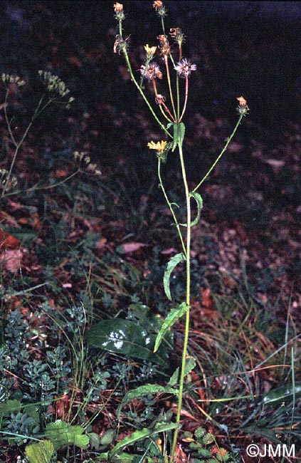 Picris hieracioides