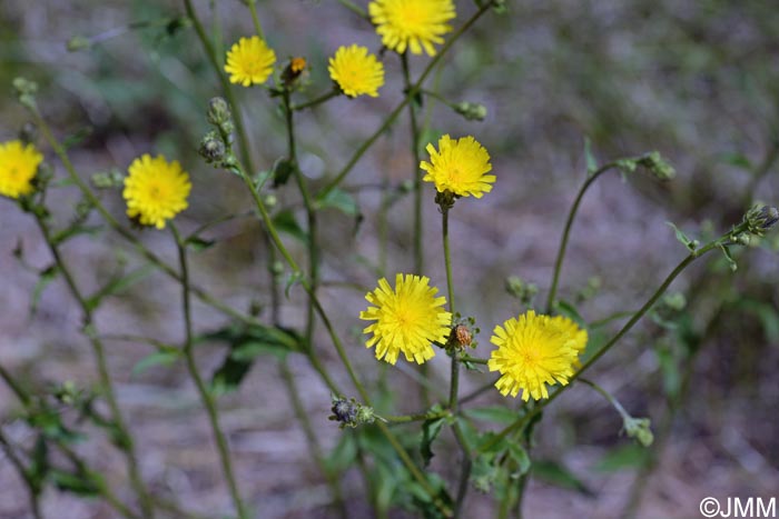 Picris hieracioides