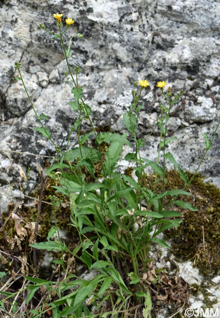 Picris hieracioides