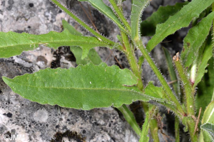 Picris hieracioides