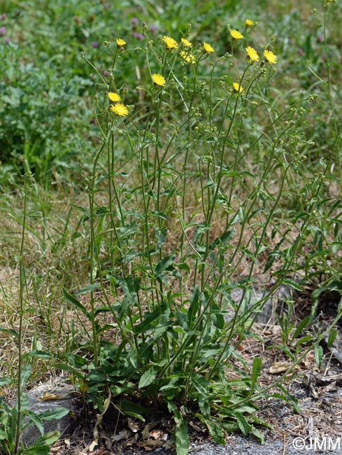 Picris hieracioides