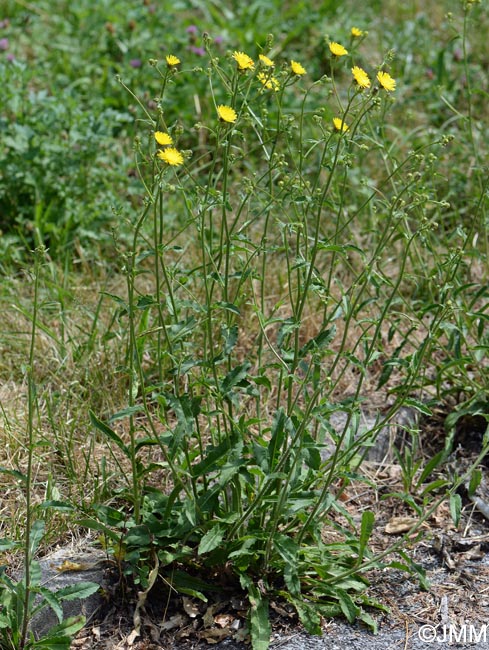 Picris hieracioides