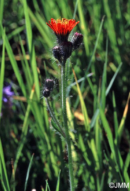 Pilosella aurantiaca = Hieracium aurantiacum