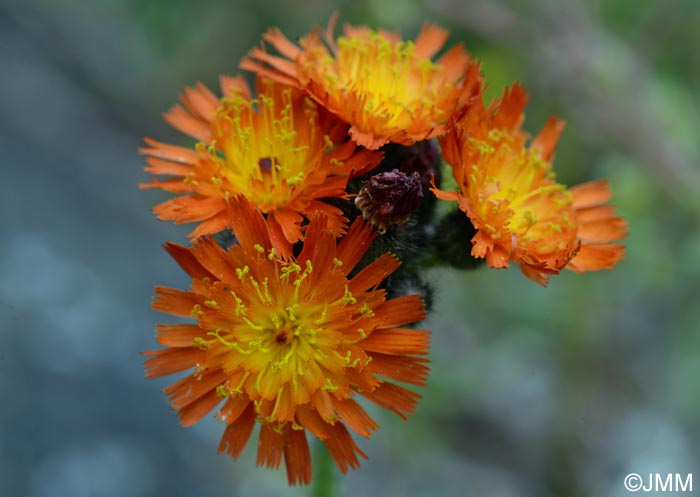 Pilosella aurantiaca = Hieracium aurantiacum