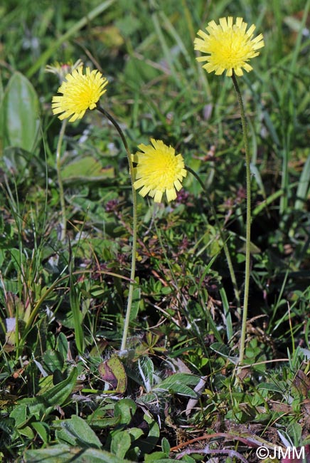 Pilosella officinarum = Hieracium pilosella