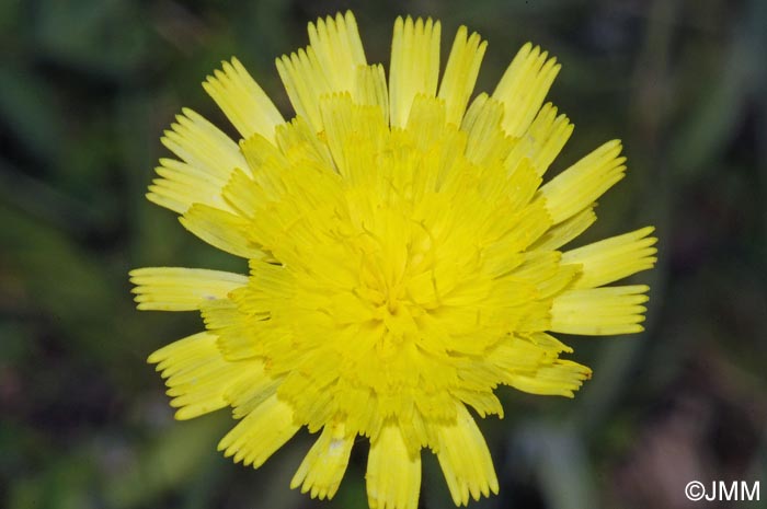 Pilosella officinarum = Hieracium pilosella