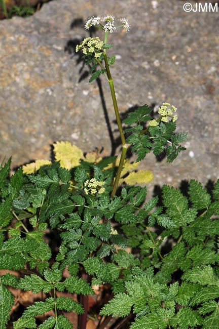 Pimpinella bicknellii