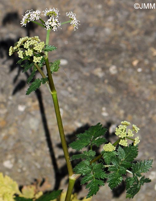 Pimpinella bicknellii