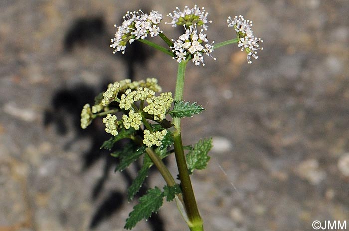 Pimpinella bicknellii