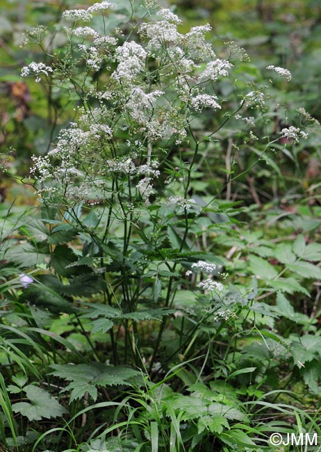 Pimpinella major