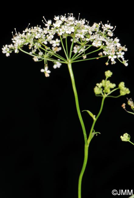 Pimpinella major