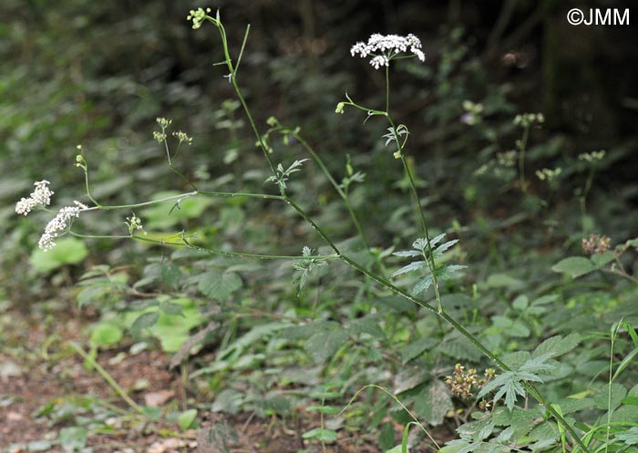 Pimpinella major