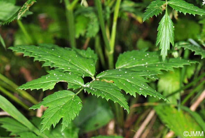 Pimpinella major