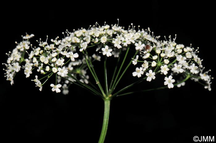 Pimpinella major