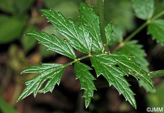 Pimpinella major