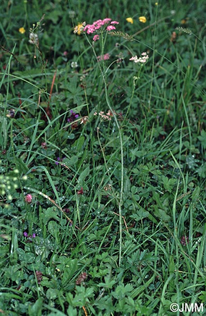 Pimpinella major