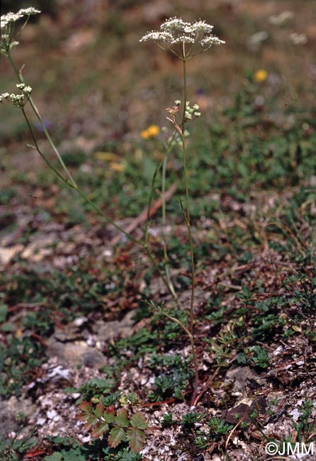 Pimpinella saxifraga subsp. saxifraga