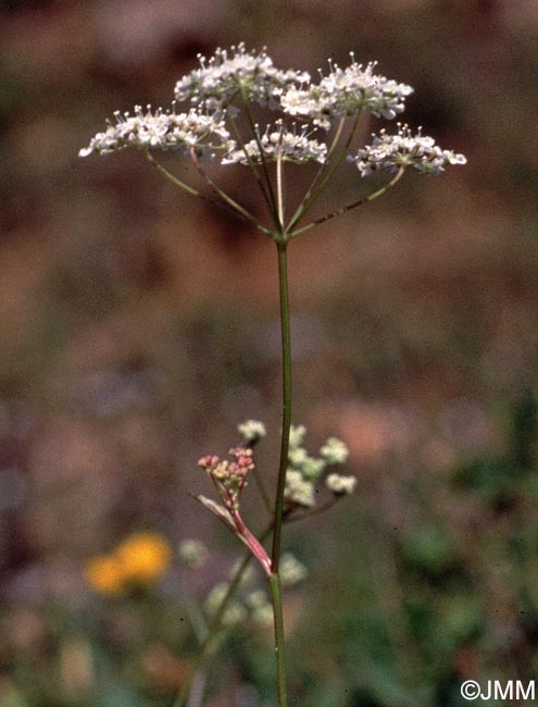 Pimpinella saxifraga subsp. saxifraga