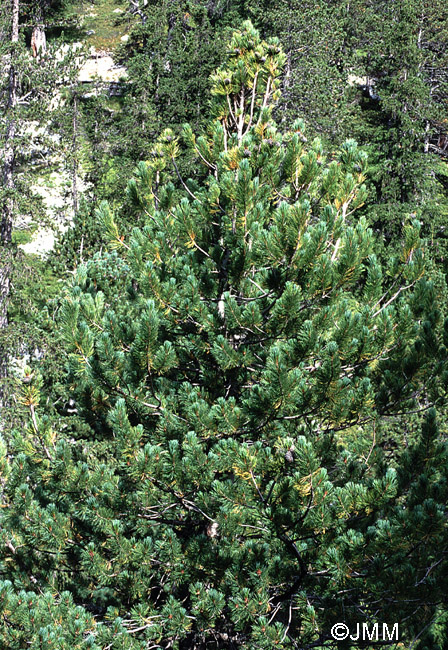 Pinus cembra